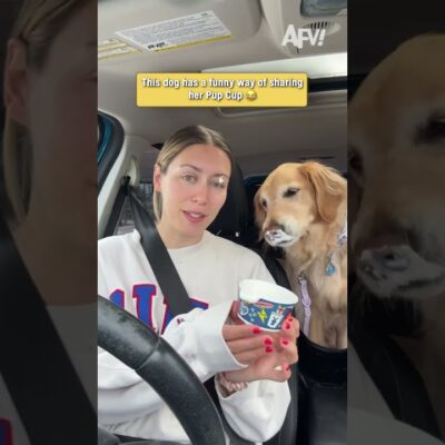 Golden Retriever tries a Pup Cup and it gets messy #funny #dogs