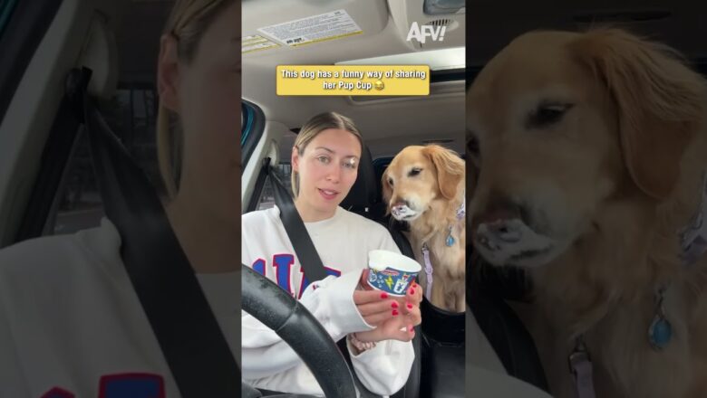 Golden Retriever tries a Pup Cup and it gets messy #funny #dogs