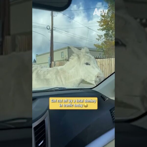 I can’t believe this donkey cut me off #funny #animals #roadrage