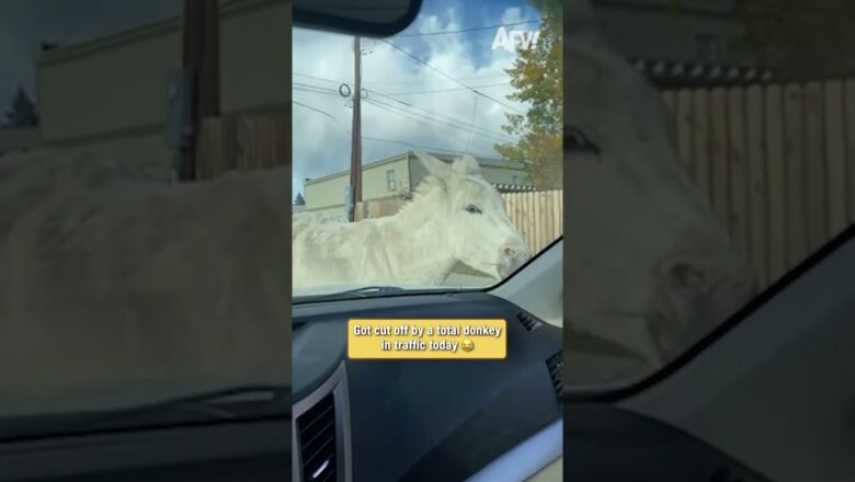 I can’t believe this donkey cut me off #funny #animals #roadrage