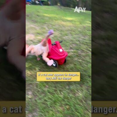 If a cat ever appears in danger… they ARE the danger