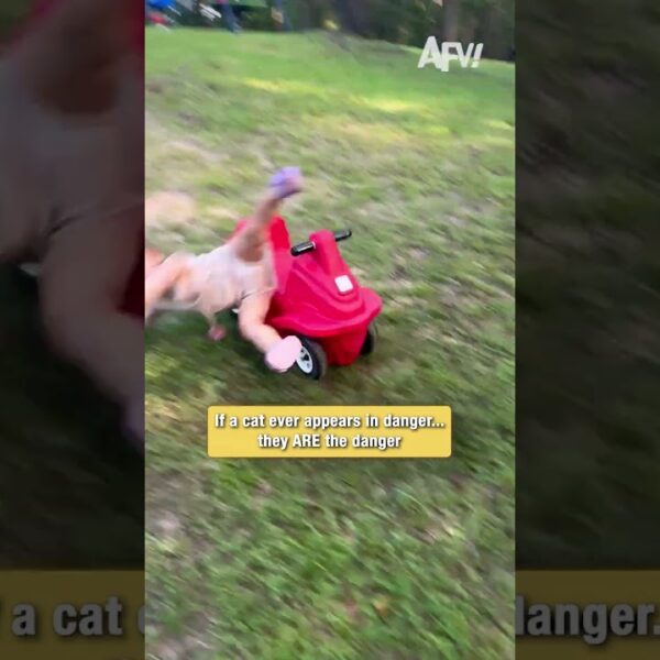 If a cat ever appears in danger… they ARE the danger