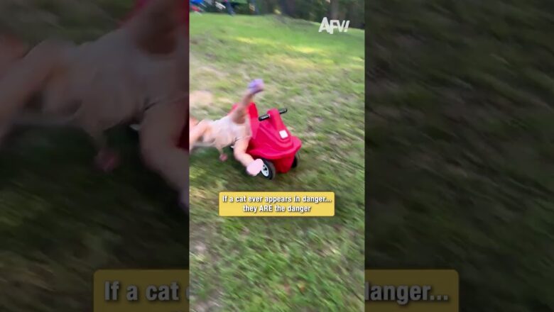 If a cat ever appears in danger… they ARE the danger