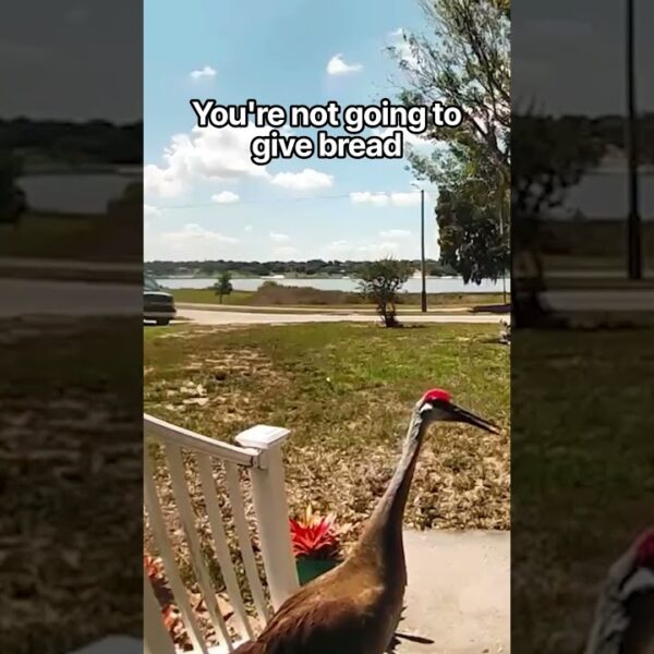it’s become a daily thing with him #trespassing #ringcam #securitycamera #animalencounters #shorts