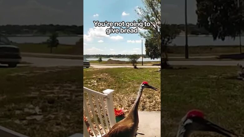 it’s become a daily thing with him #trespassing #ringcam #securitycamera #animalencounters #shorts