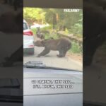 Just trying to enjoy the great outdoors #bearattack #bears #wildlife #expensivefails #shorts