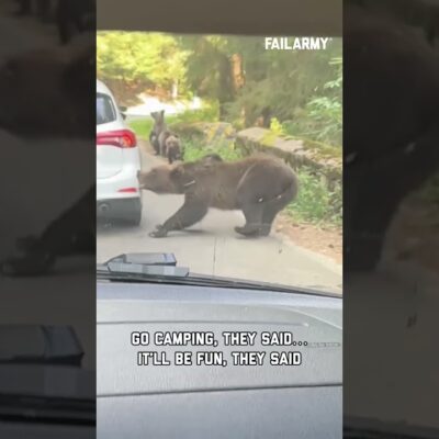 Just trying to enjoy the great outdoors #bearattack #bears #wildlife #expensivefails #shorts