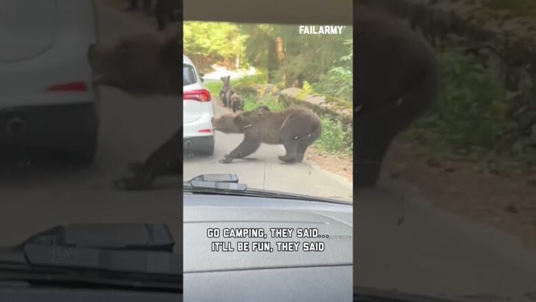 Just trying to enjoy the great outdoors #bearattack #bears #wildlife #expensivefails #shorts