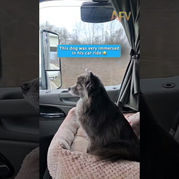 POV: You’re a dog on a road trip #pets #shorts #funny