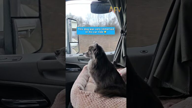 POV: You’re a dog on a road trip #pets #shorts #funny