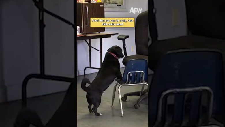 Proof that you can be really cute AND really smart 🐶