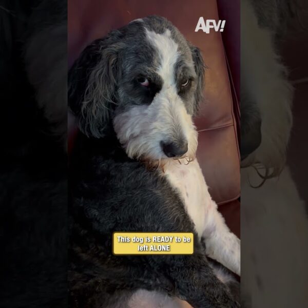 The face of a dog who is SO over it 🐶 #funny #shorts #dog