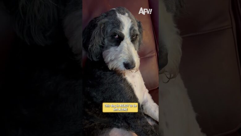 The face of a dog who is SO over it 🐶 #funny #shorts #dog