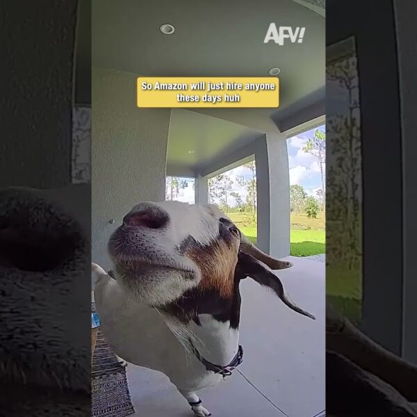 This delivery driver is a little different 🐐👀 #funny #goats #viral