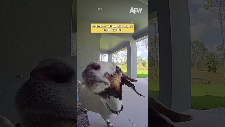 This delivery driver is a little different 🐐👀 #funny #goats #viral