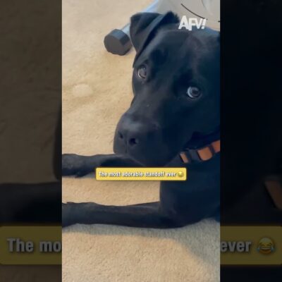 This dog is terrified of the cat! 😂 #shorts #funny #dog