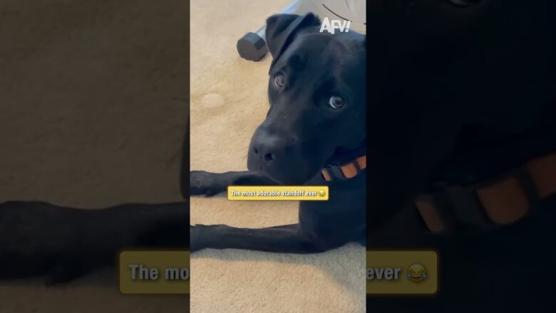 This dog is terrified of the cat! 😂 #shorts #funny #dog
