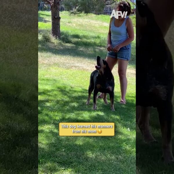 This dog learned his manners from his mom ☺️