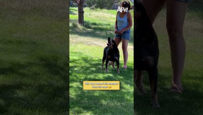 This dog learned his manners from his mom ☺️