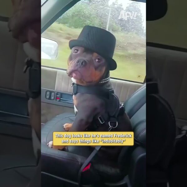 This dog looks like he’s named Frederick and says things like “indubitably”