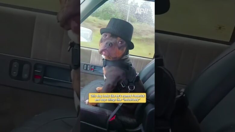 This dog looks like he’s named Frederick and says things like “indubitably”