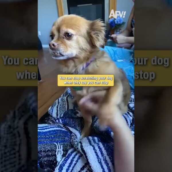 This dog will NEVER let you stop scratching #funny #dogs #shorts
