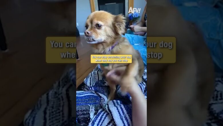 This dog will NEVER let you stop scratching #funny #dogs #shorts
