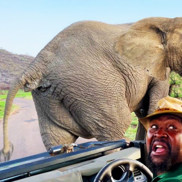 THIS IS WHY YOU DON’T MESS WITH WILD ANIMALS | Funny Animal Videos