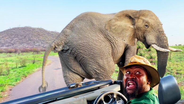 THIS IS WHY YOU DON’T MESS WITH WILD ANIMALS | Funny Animal Videos