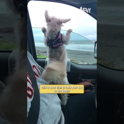 This is your sign to take your dog to the beach