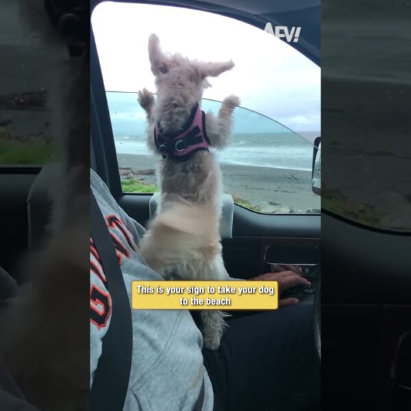 This is your sign to take your dog to the beach
