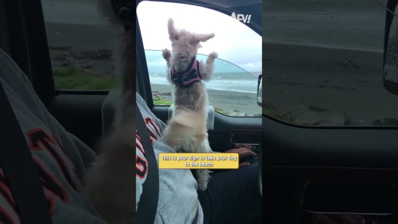 This is your sign to take your dog to the beach