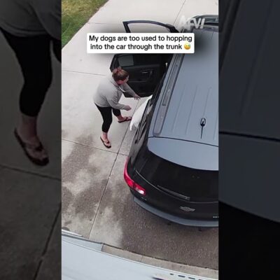 Wait for it… the trunk is CLOSED! 😂 #dogfails #funnyvideo #fail