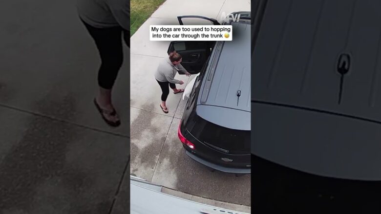 Wait for it… the trunk is CLOSED! 😂 #dogfails #funnyvideo #fail