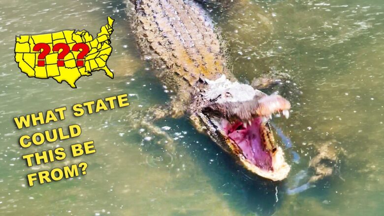 WE FOUND A FAIL IN EVERY STATE | Try Not To Laugh America Edition