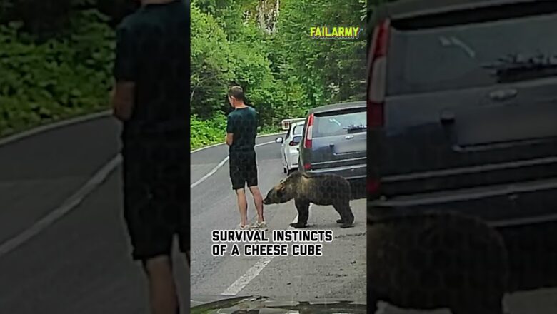 What happens when you don’t pay attention #bear #wildanimals #animalencounters #scare #shorts