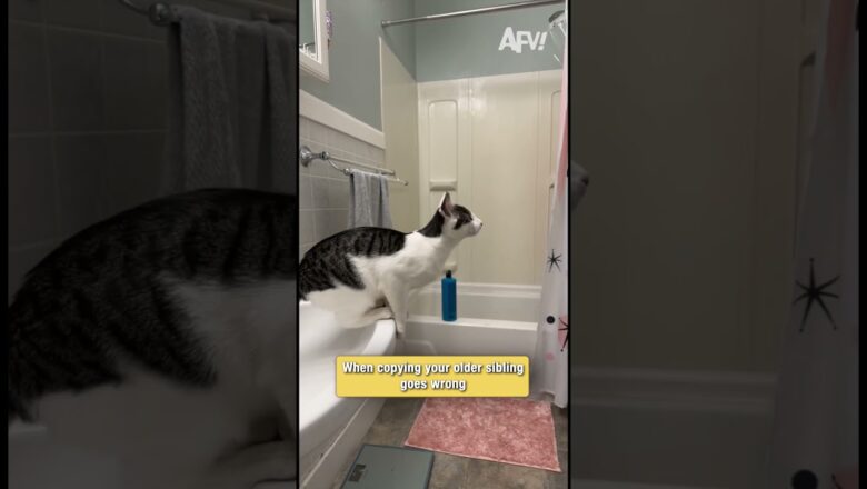 When you try to be as cool as your big brother 🐱📉 #funny #cats