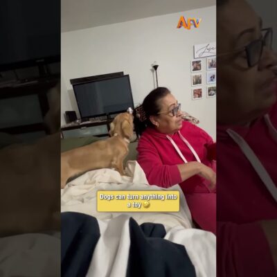 When your dog thinks your hair is a toy 😂 #funny #dog #viral