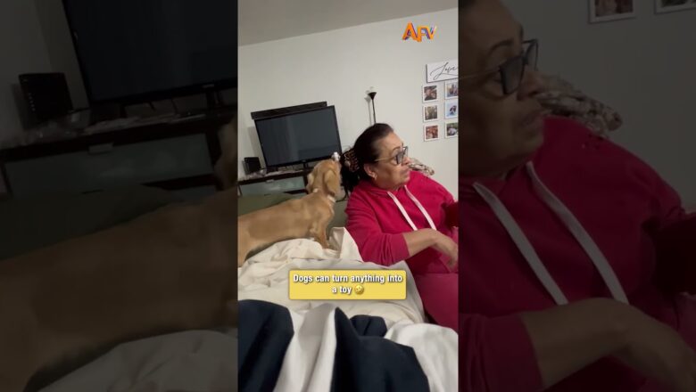 When your dog thinks your hair is a toy 😂 #funny #dog #viral