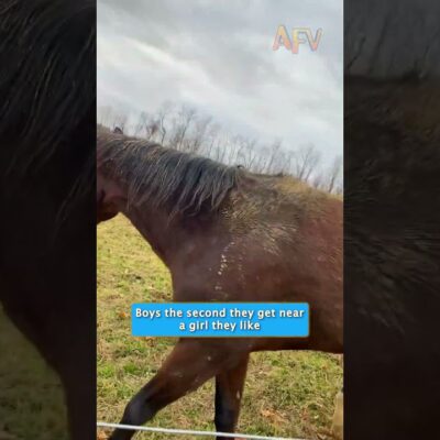 Why is this horse acting like a nervous teenager? #lol #horse #funny