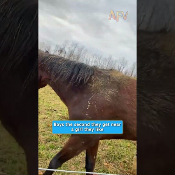 Why is this horse acting like a nervous teenager? #lol #horse #funny