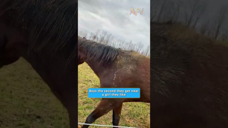 Why is this horse acting like a nervous teenager? #lol #horse #funny