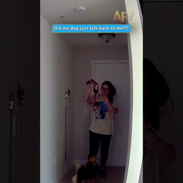 Did my dog just talk back to me?! 🐶😂 #funnydogs #dogsoftiktok #afv