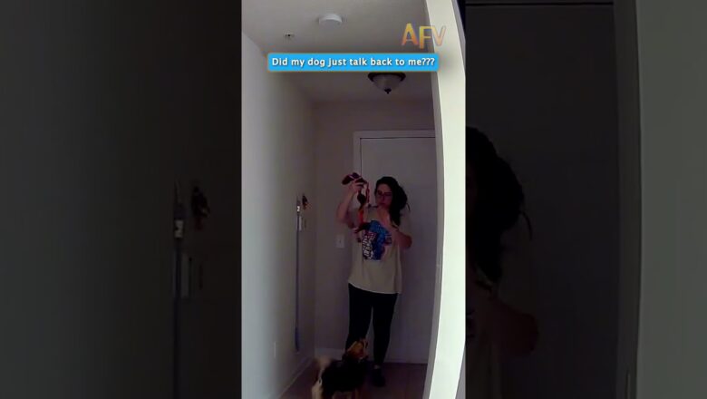 Did my dog just talk back to me?! 🐶😂 #funnydogs #dogsoftiktok #afv