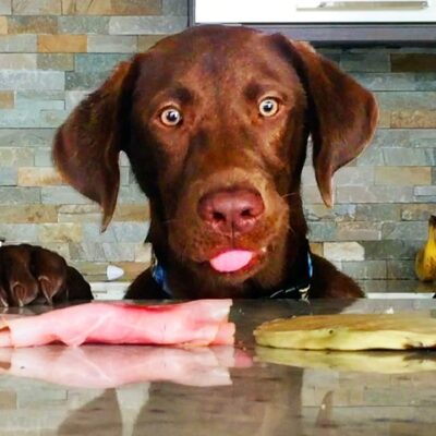 Dogs Caught Doing Things They Shouldn’t Be Doing… 📹🐶