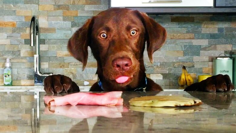 Dogs Caught Doing Things They Shouldn’t Be Doing… 📹🐶