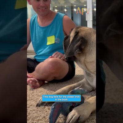 Fooling my giant Mastiff with the oldest trick in the book 🐶😂 #shorts #funnydog #mastiff