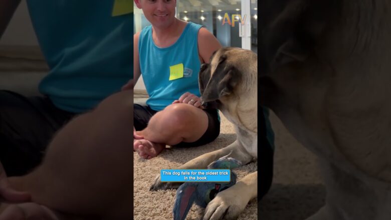 Fooling my giant Mastiff with the oldest trick in the book 🐶😂 #shorts #funnydog #mastiff