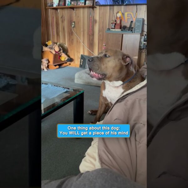 He has a lot of thoughts and he wants you to know #funny #dog #pets