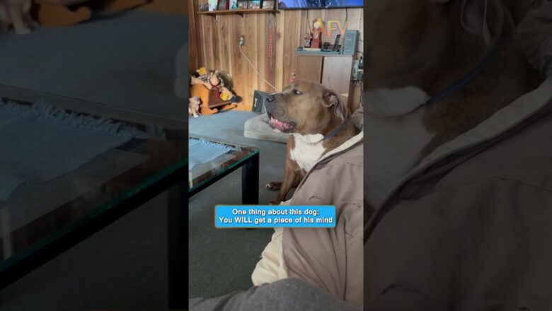 He has a lot of thoughts and he wants you to know #funny #dog #pets